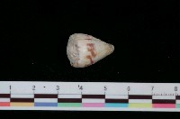 藏品(花環芋螺)的圖片